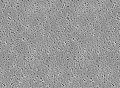 Nylon a polyamid
